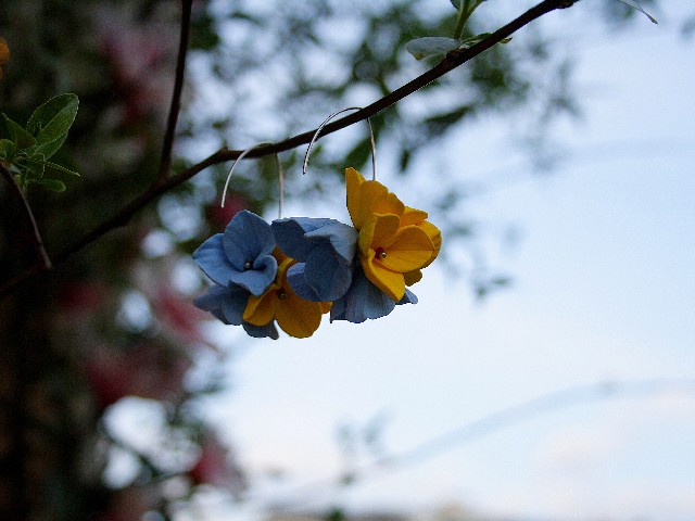 Kolczyki Hortenzje yellow and blue