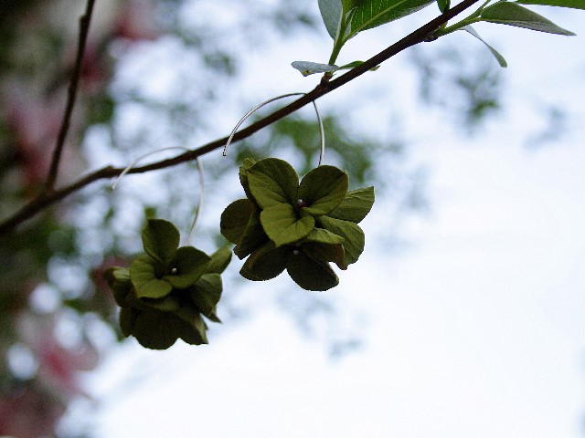 Kolczyki Hortenzje olive