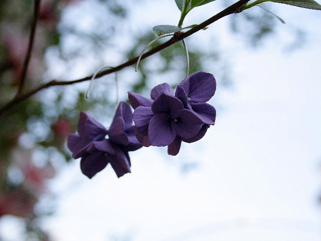 Kolczyki Hortenzje violet