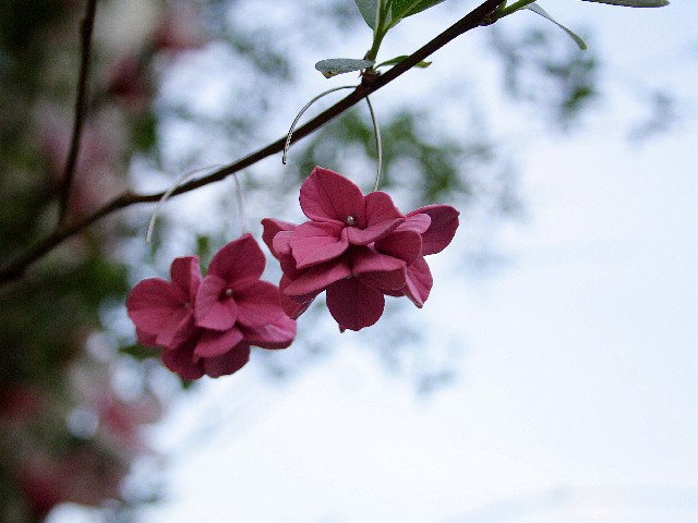 Kolczyki Hortenzje pink